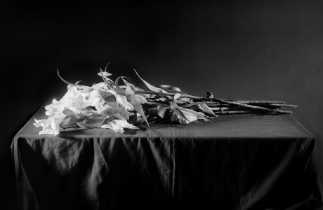Madonna Lily 2015